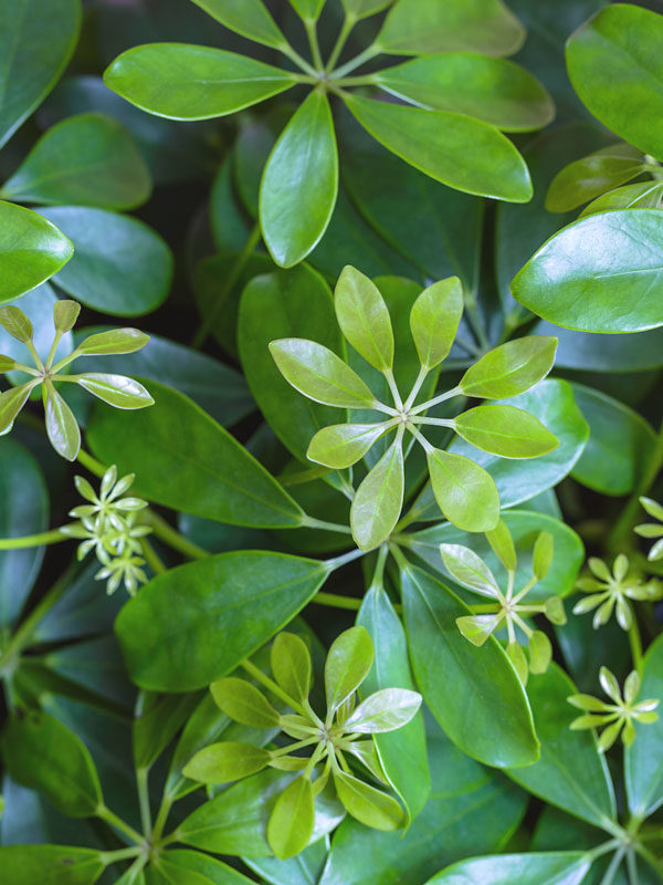 Dwarf Umbrella Tree
