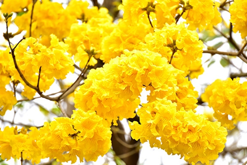 Caribbean Trumpet Tree