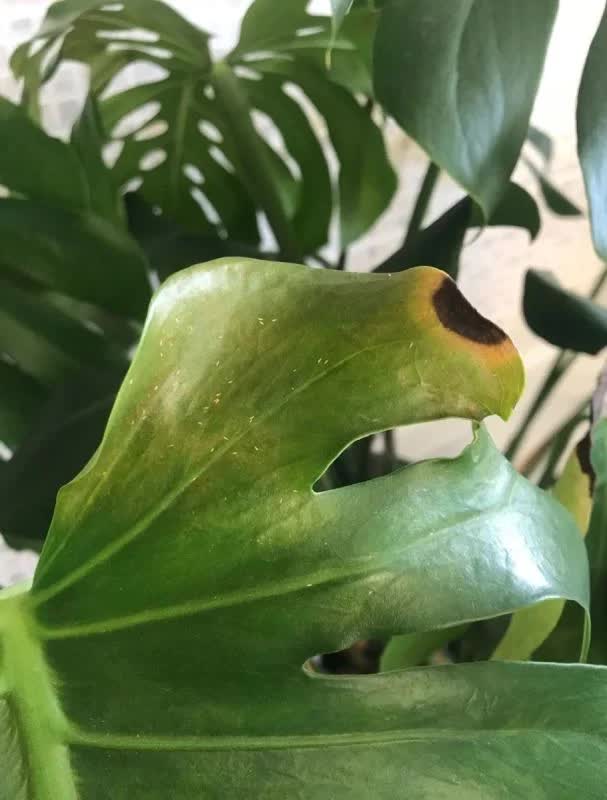 Thrips - Thunderflies - Plant Care Blog | Plantshop.me