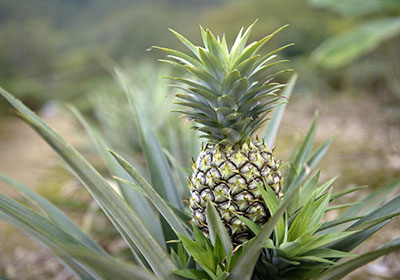 Pineapple