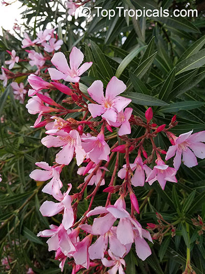 Nerium Oleander