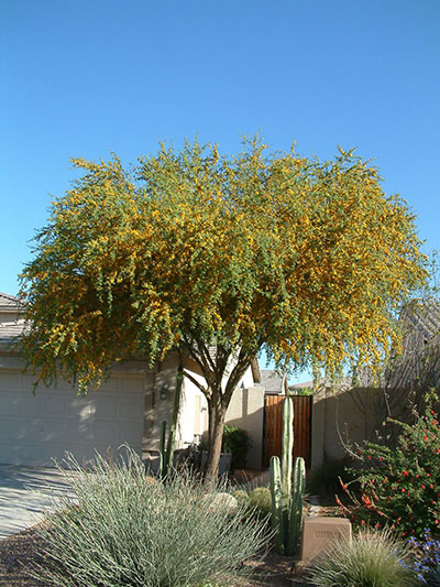 Needle Bush
