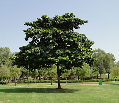 Indian Almond
