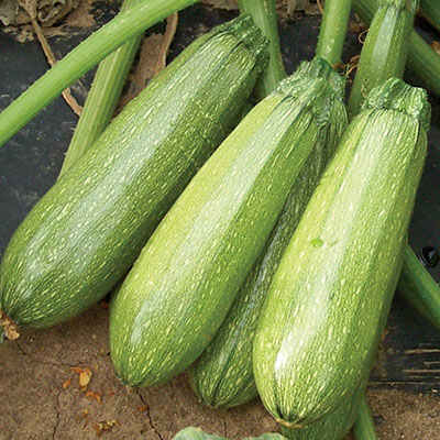 Summer Squash Hybrid Seeds
