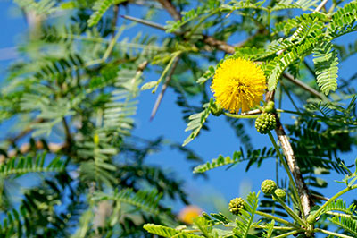 Acacia Farnesiana