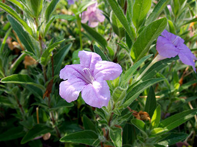 Ruellia Ciliosa