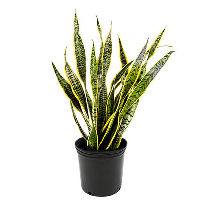 Snake Plant (Outdoor)