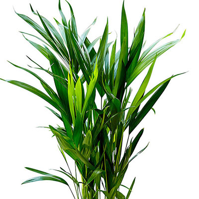 Chrysalidocarpus Lutescen