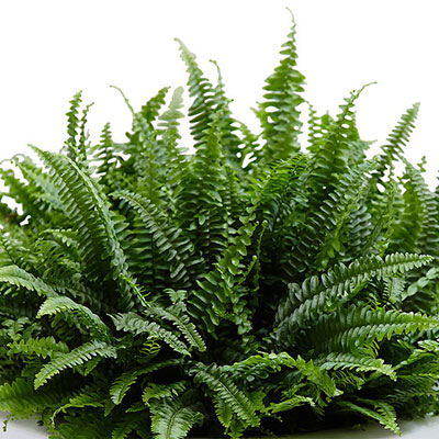 Nephrolepis Exaltata Ariane