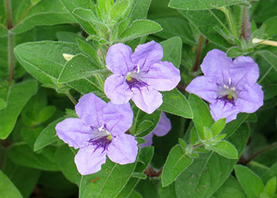 Ruellia Small
