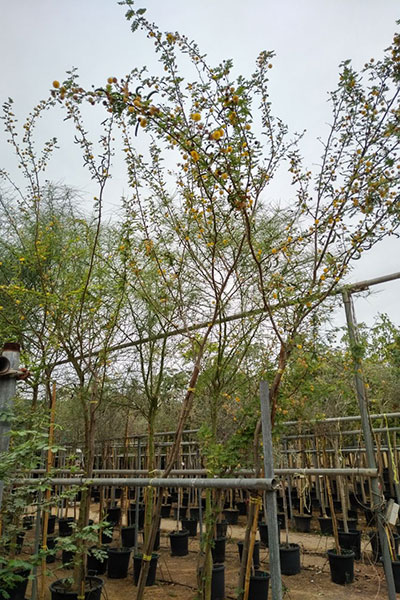 Vachellia Nilotica