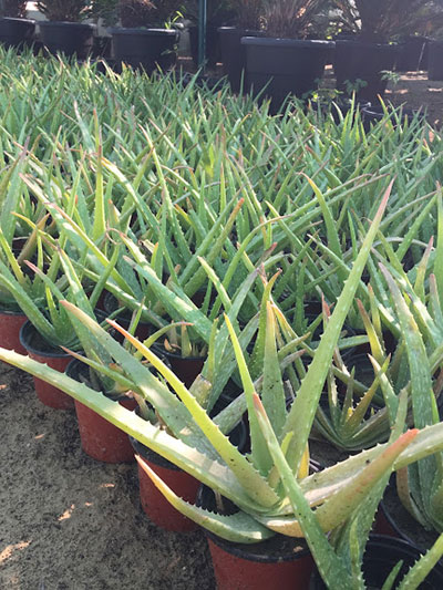 Aloe Vera Outdoor