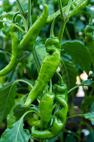 Anaheim Chilli Pepper seeds