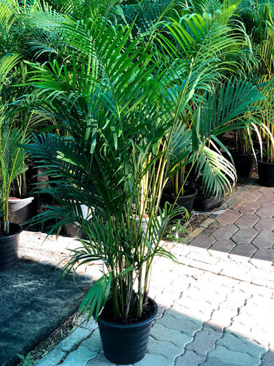 Dypsis Lutescens
