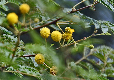 Acacia Arabica Small
