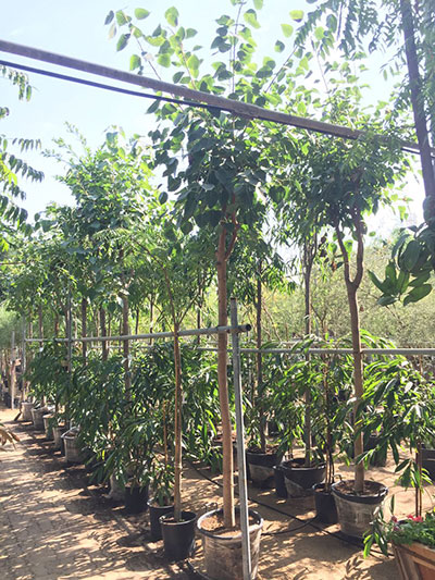 Banyan Tree