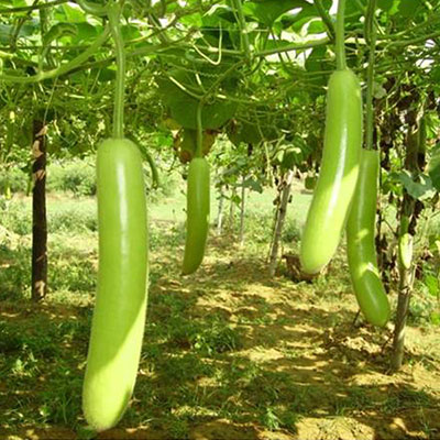Bottle Gourd Seeds