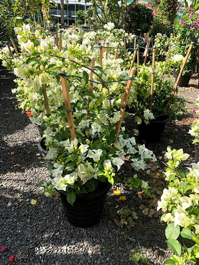 Bougainvillea Glabra