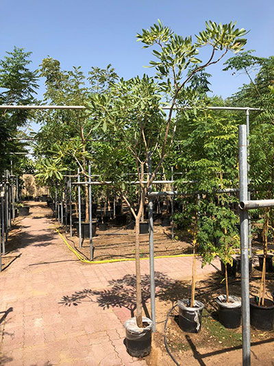 Tabebuia Argentea