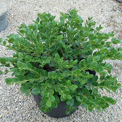 Compact Natal Plum