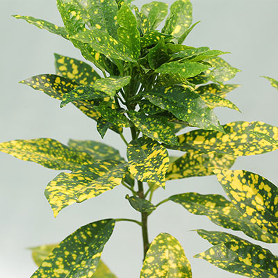 Codiaeum Variegated Gold Dust