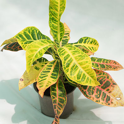 Croton