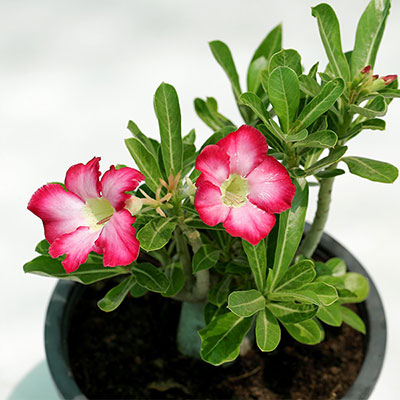 Desert Rose