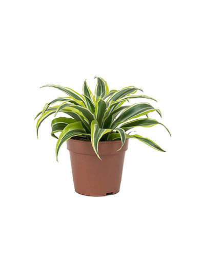 Dracaena Lemon Lime Mini