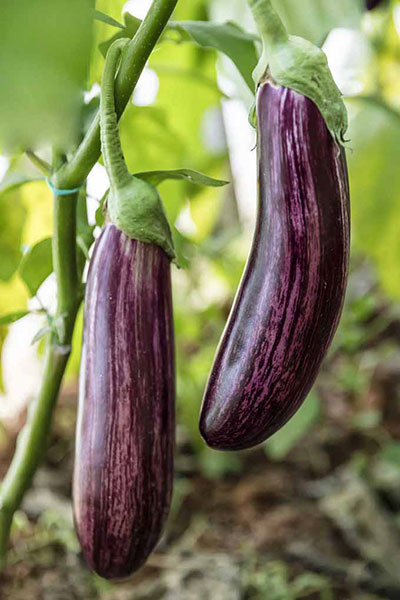 Eggplant Purple Seeds