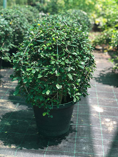 Fukien Tea Tree