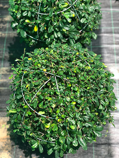 Ehretia microphylla