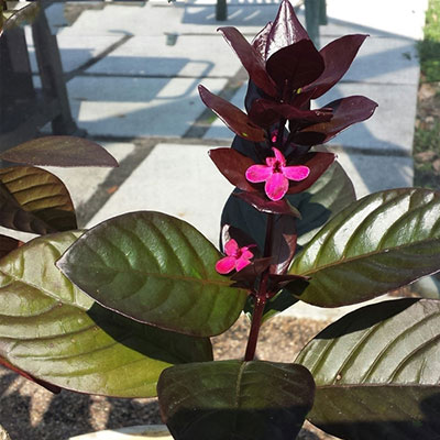 Eranthemum Black or Black Leaf Shooting Star