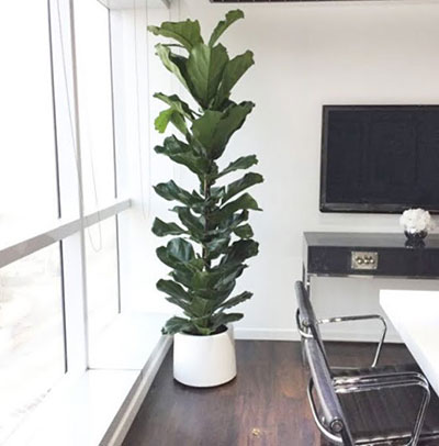 Fiddle-leaf Fig 150cm - 200cm