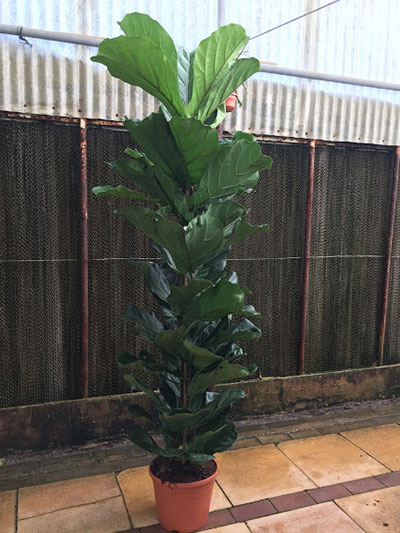 Ficus Lyrata