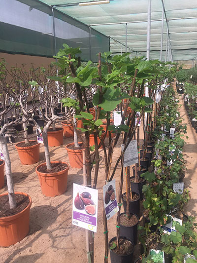 Common Fig