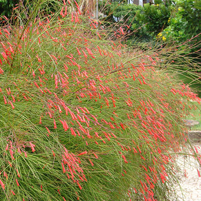 Firecracker Plant