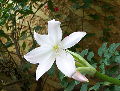Wrightia Antidysenterica Milky Way