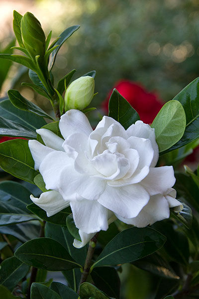Gardenia Outdoor