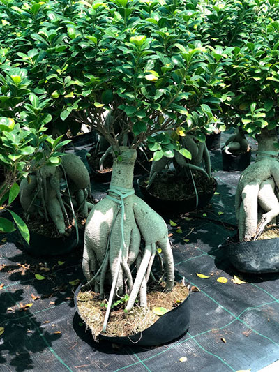 Ginseng Bonsai 60cm Outdoor