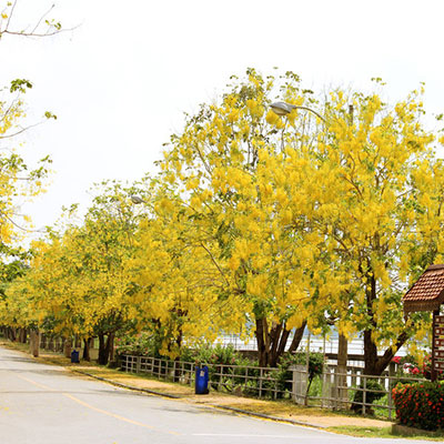 Cassia Fistula
