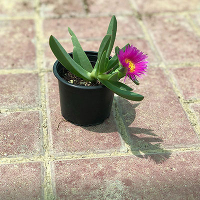 Ice Plant