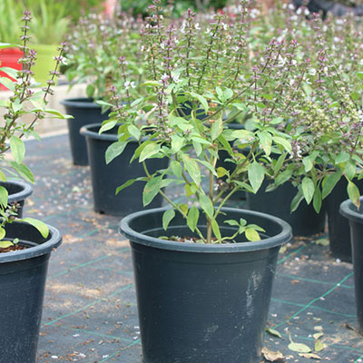 Holy Basil – Tulsi