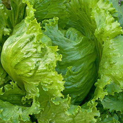 Lettuce Iceberg Seeds