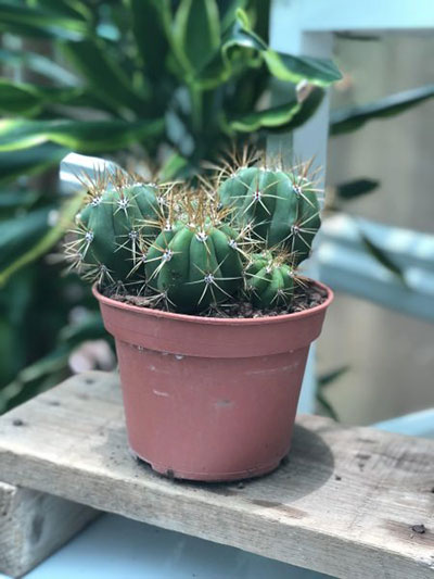 White Spiked Cactus