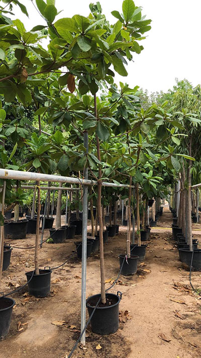 Terminalia Catappa