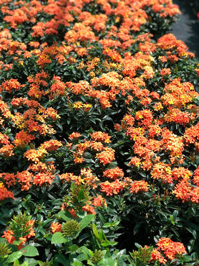 Ixora Chinensis