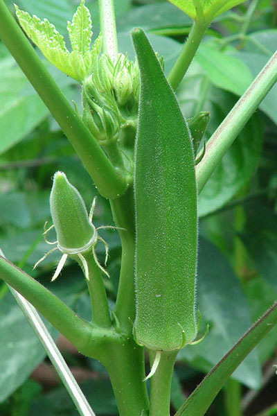 Ladies Finger Okra seeds