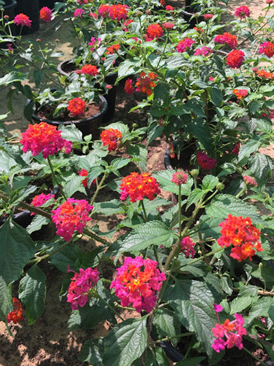 Lantana Mix Color