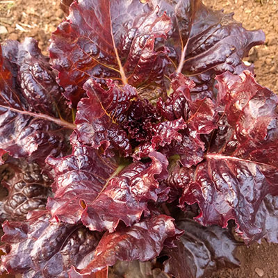 Lettuce Red Seeds