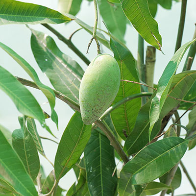 Mangifera Indica